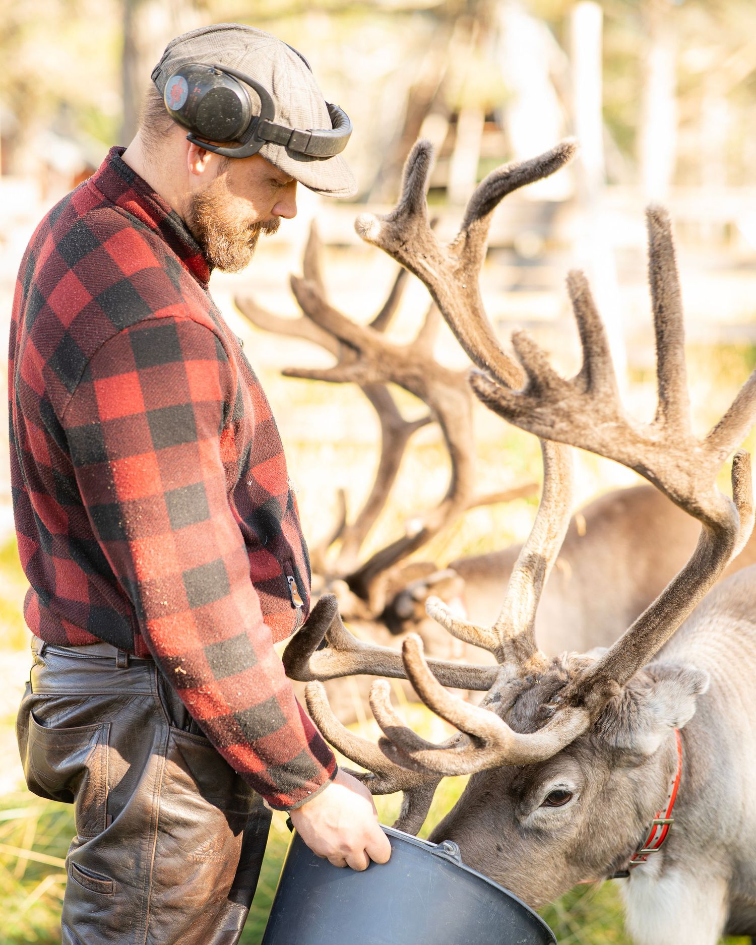 A bearded man in a red plaid flannel feeds a reindeer with large antlers from a bucket outdoors.
