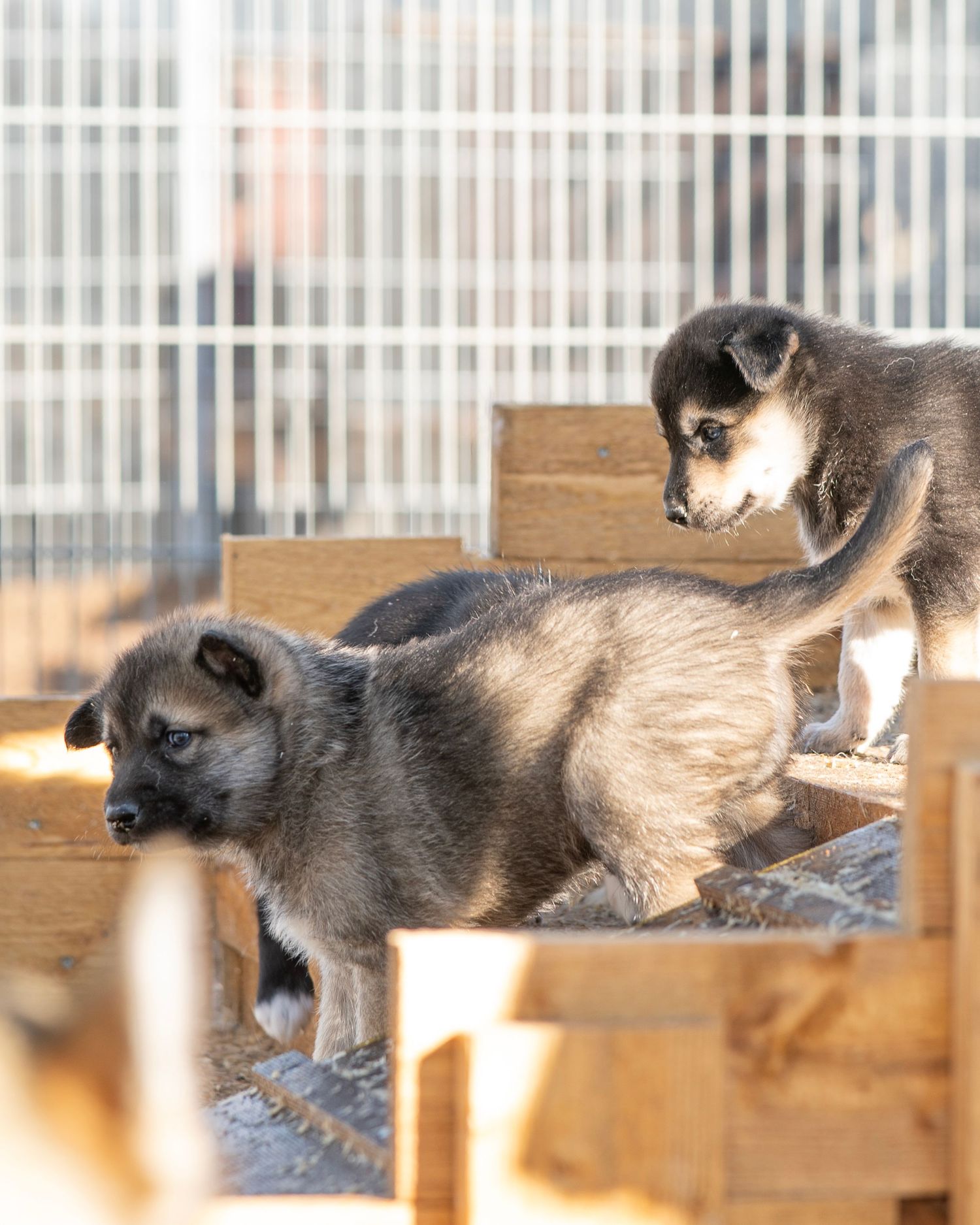 Two fluffy puppies playing together in a wooden enclosure with a wire fence in the background.
