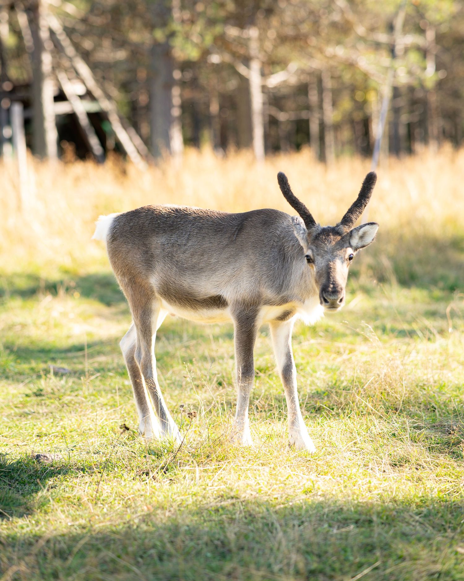 Young reindeer with small antlers standing on green grass in a sunlit meadow with trees in the background.