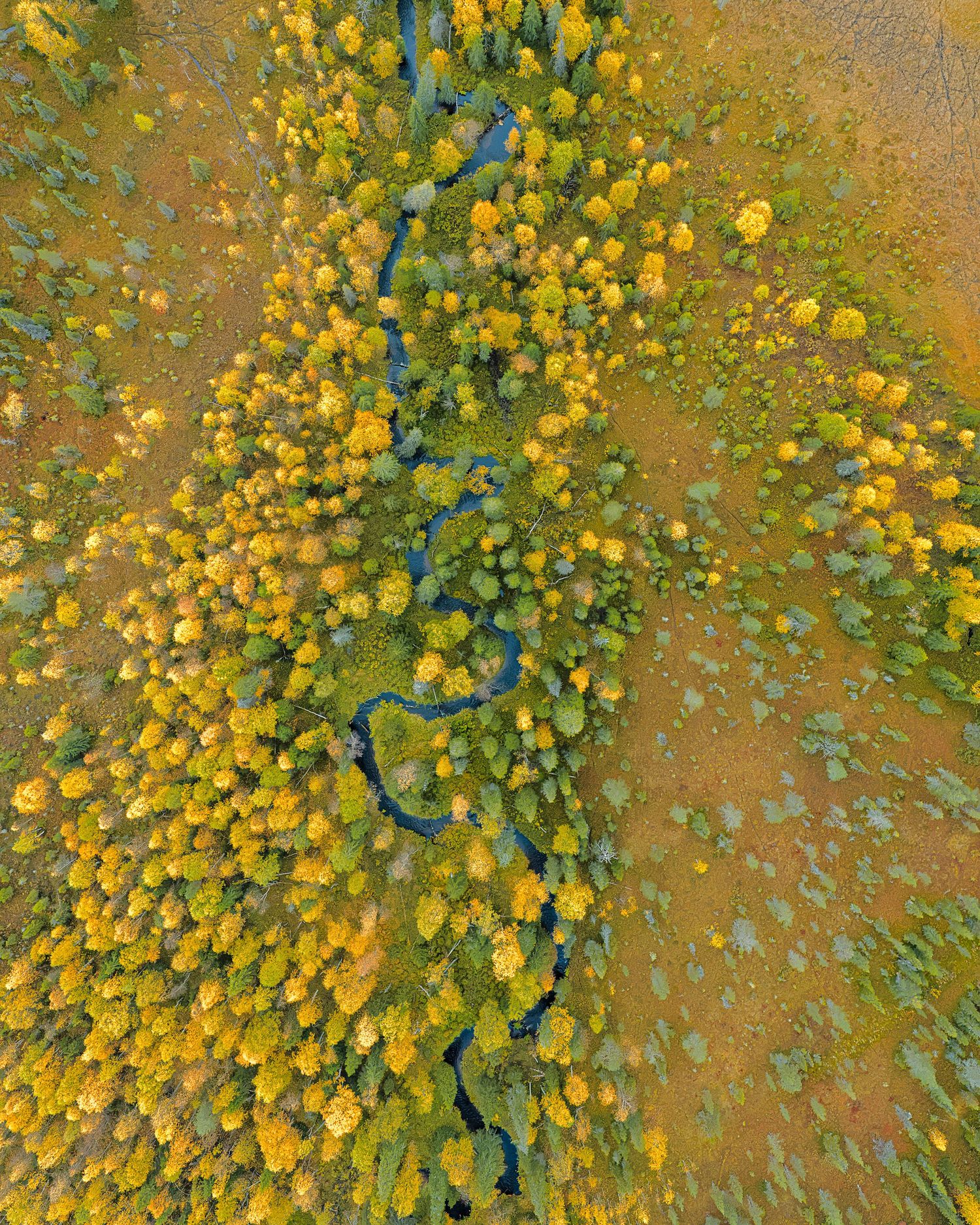 Aerial view of a winding river through autumn forest with yellow and green trees on golden terrain.
