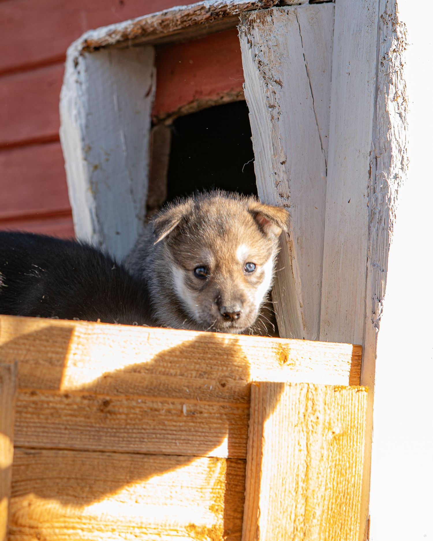Adorable husky puppy with blue eyes peeks out from a wooden dog house in warm sunlight.