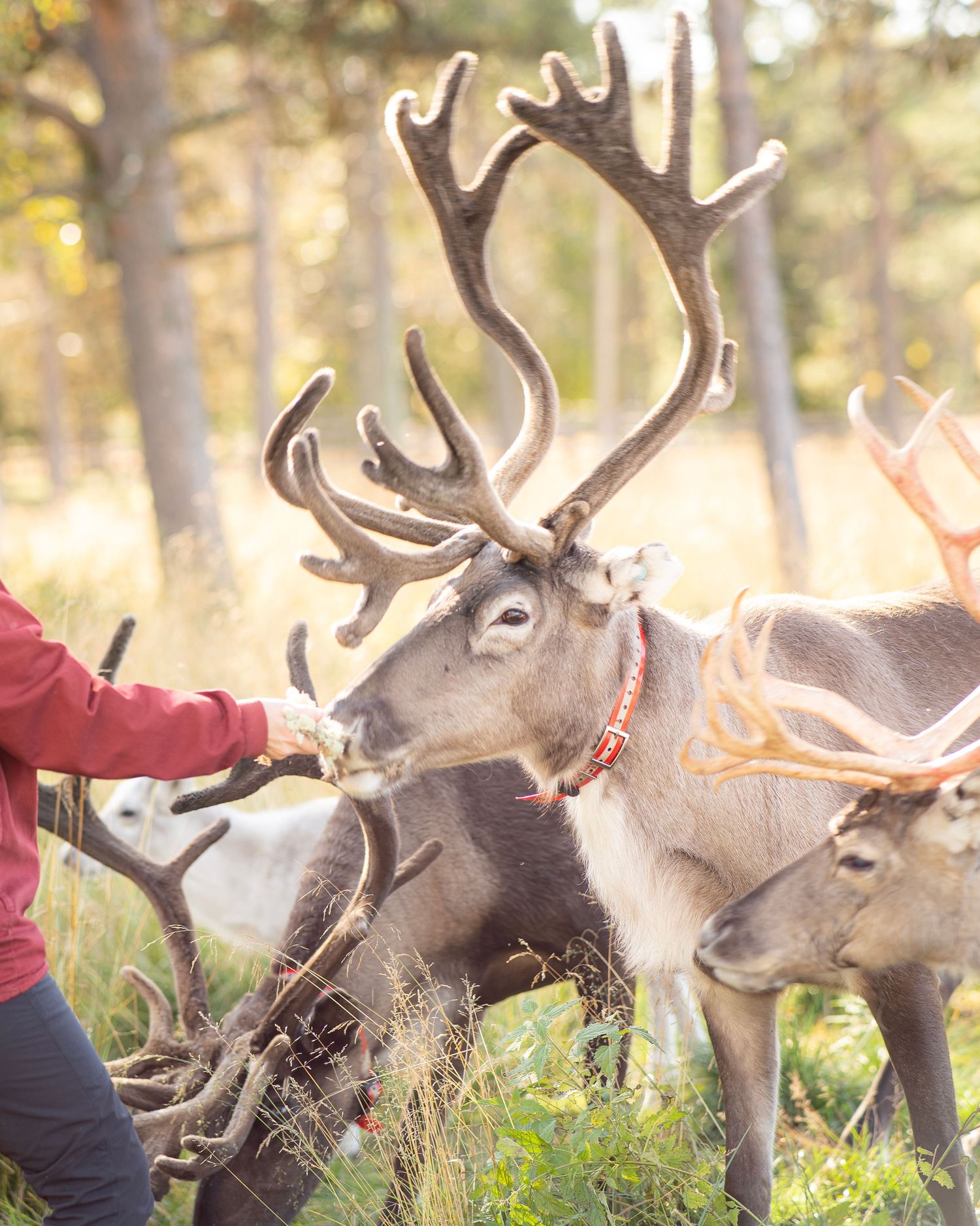 Person hand-feeding a large reindeer with impressive antlers in a sunlit forest setting.