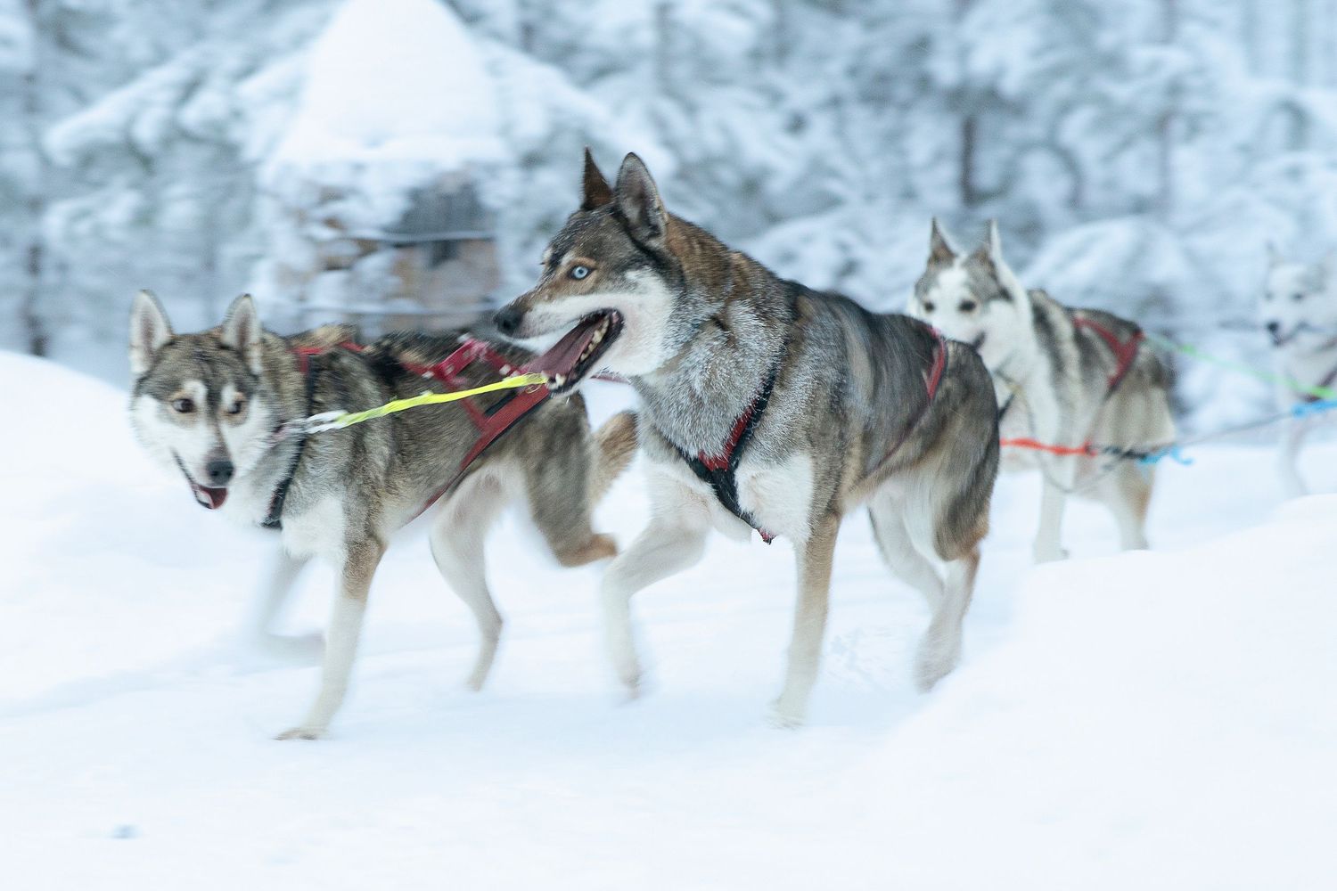 Siberian Husky sled dogs running through a snowy winter forest landscape during a dog sledding race.