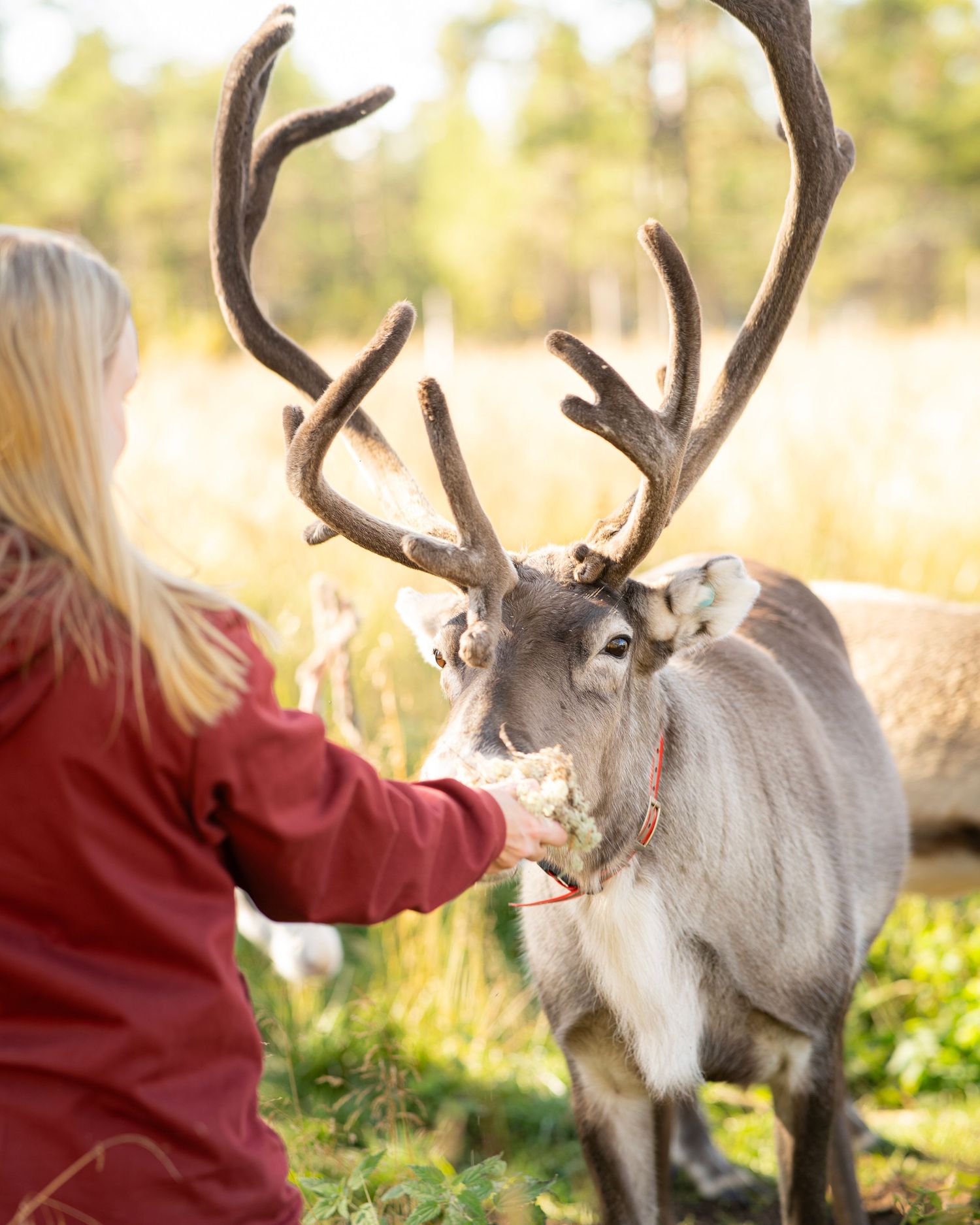 Blonde child in red jacket hand-feeding a large reindeer with impressive antlers in a natural outdoor setting.