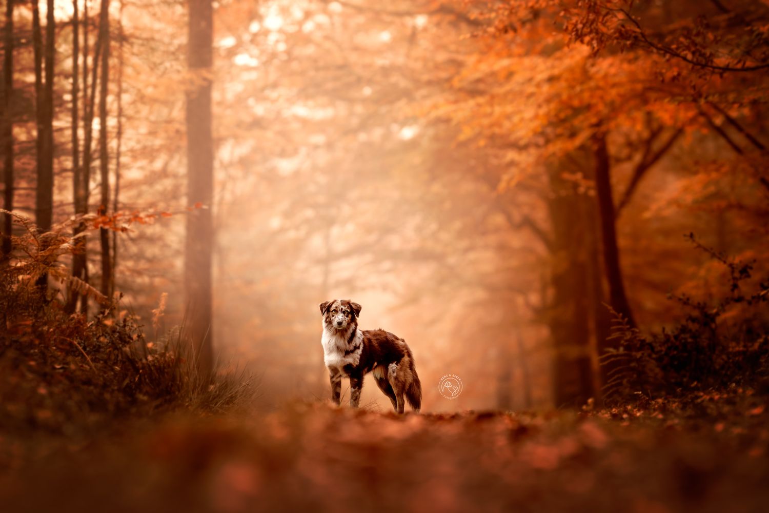 Australian Shepherd dog standing on a forest path surrounded by glowing autumn orange foliage and misty sunlight.