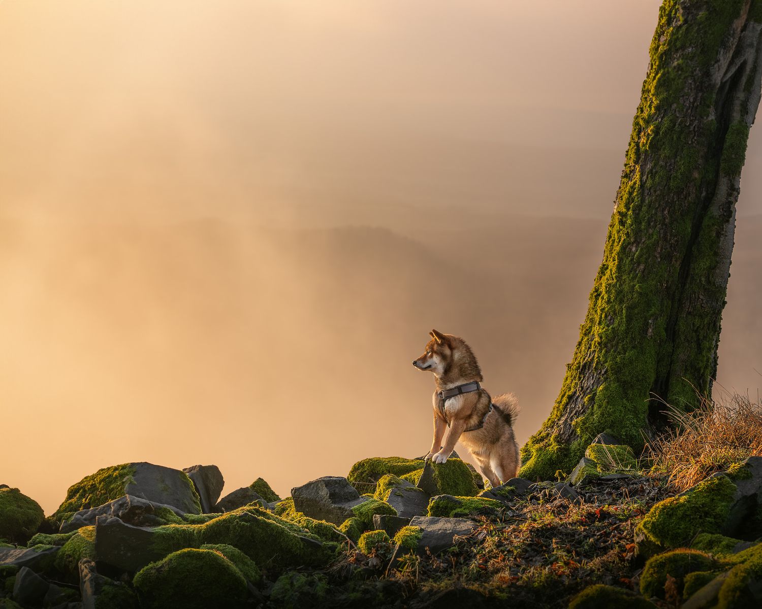 A Shiba Inu dog stands on mossy rocks beside a tree in dramatic misty mountain fog at sunrise.