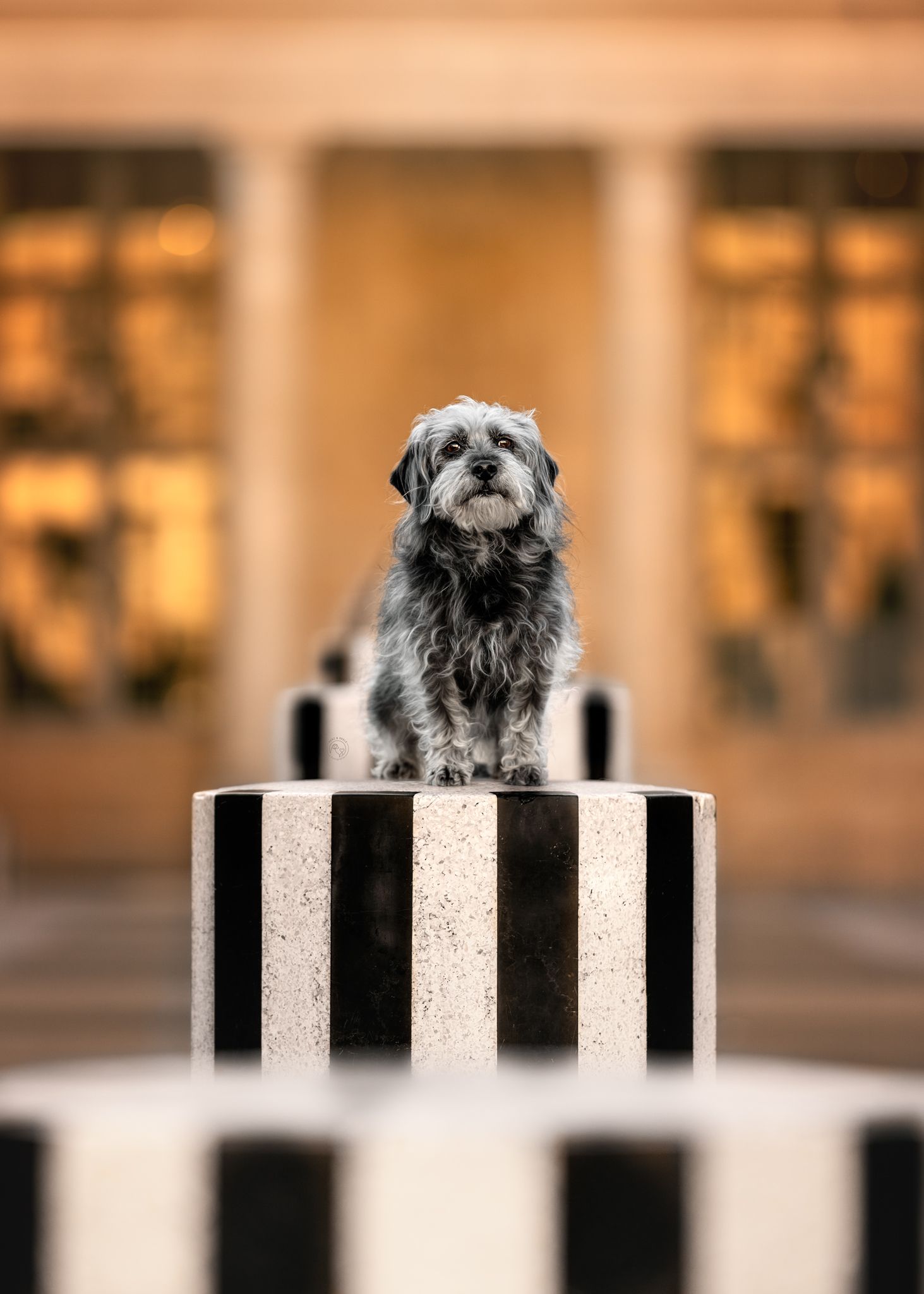 Fine Art Hundefoto eines Terriers in der Stadt