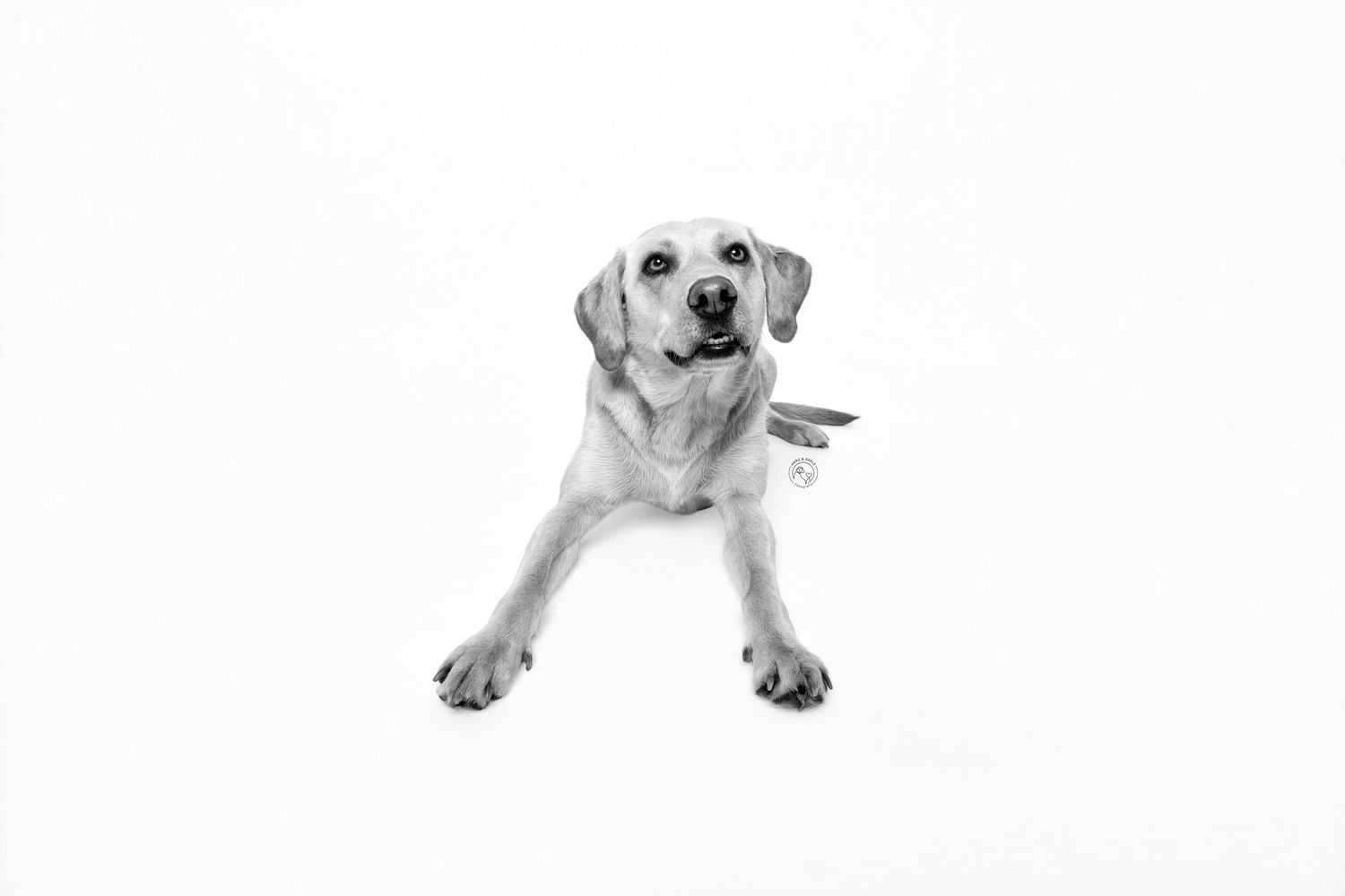 Black and white photo of a happy yellow Labrador Retriever lying down with front paws stretched out on white background.