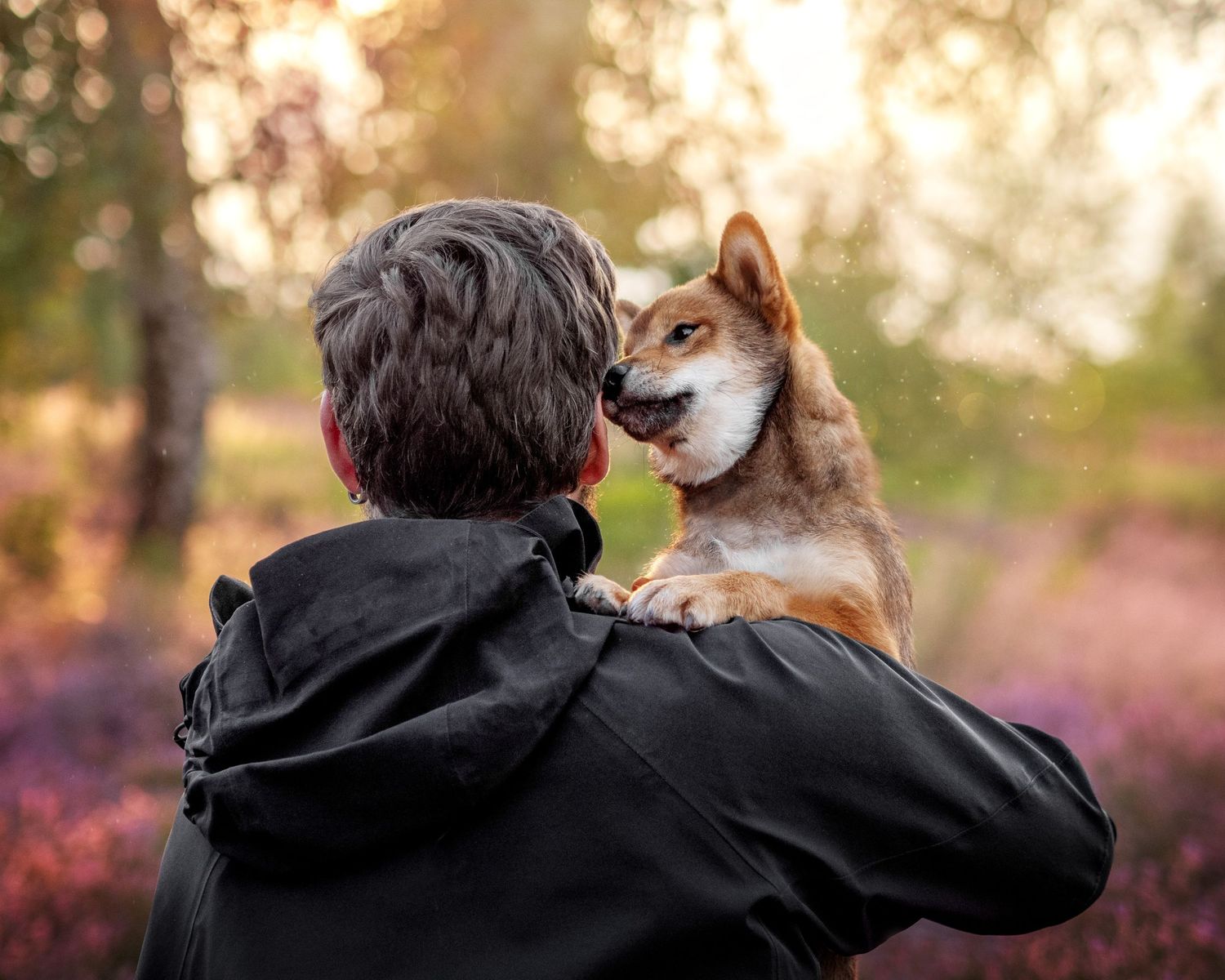 Person in black hoodie with Shiba Inu dog on shoulder in purple heather forest at sunset.