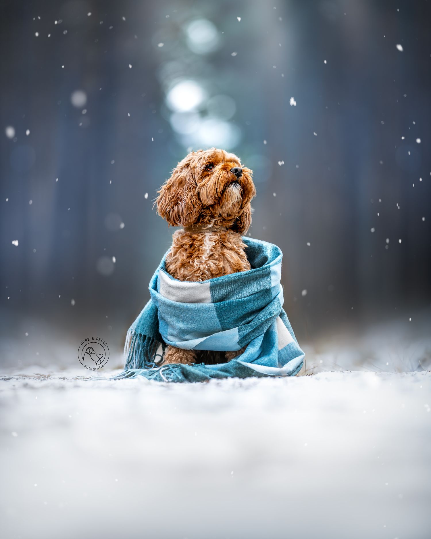 An adorable brown Cockapoo puppy wrapped in a blue plaid scarf sits in snow during a gentle snowfall.