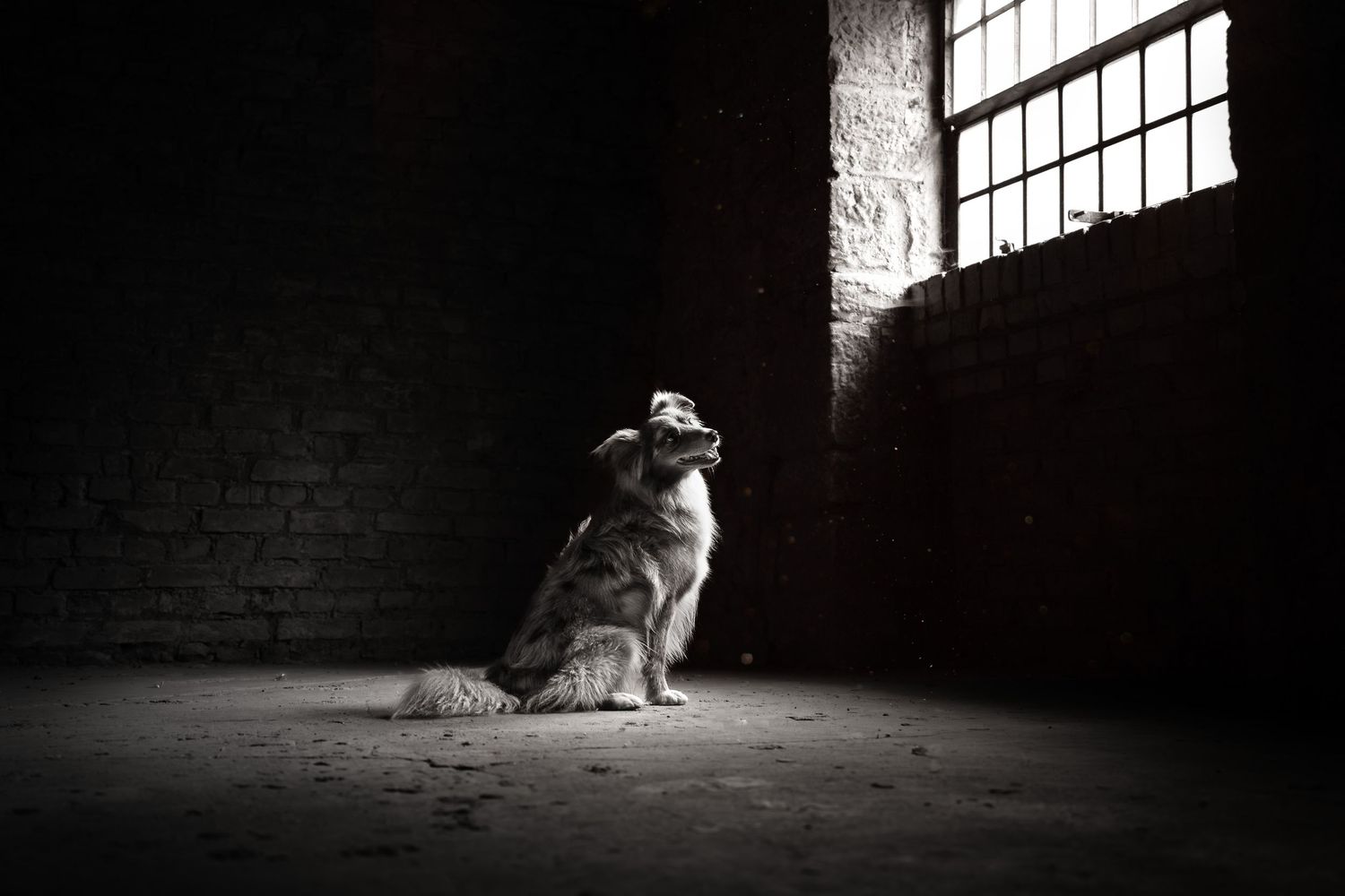 Schwarz-weiß Portrait eines Hundes in einer Industrial Location bei Berlin