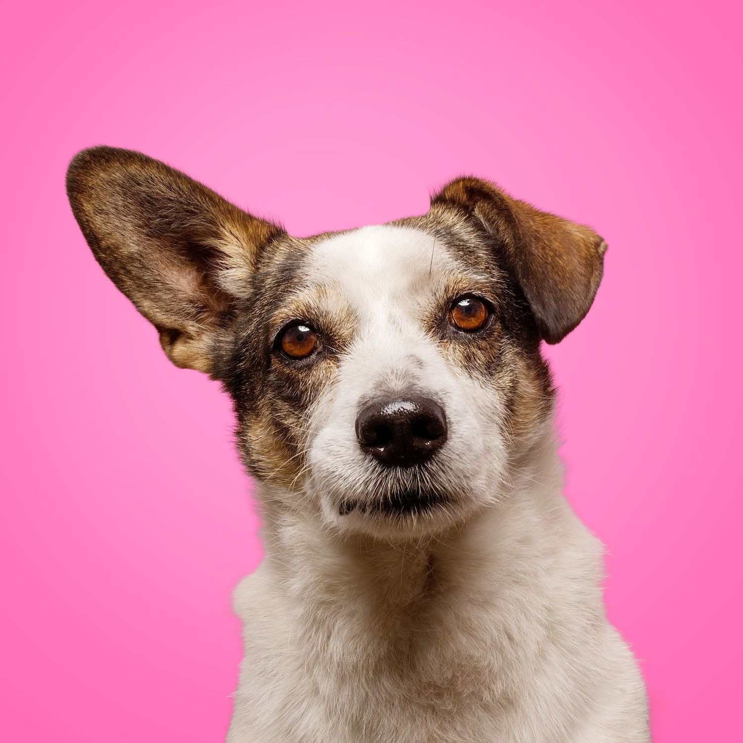A cute Jack Russell Terrier with one ear up poses against a vibrant pink background in a studio portrait.