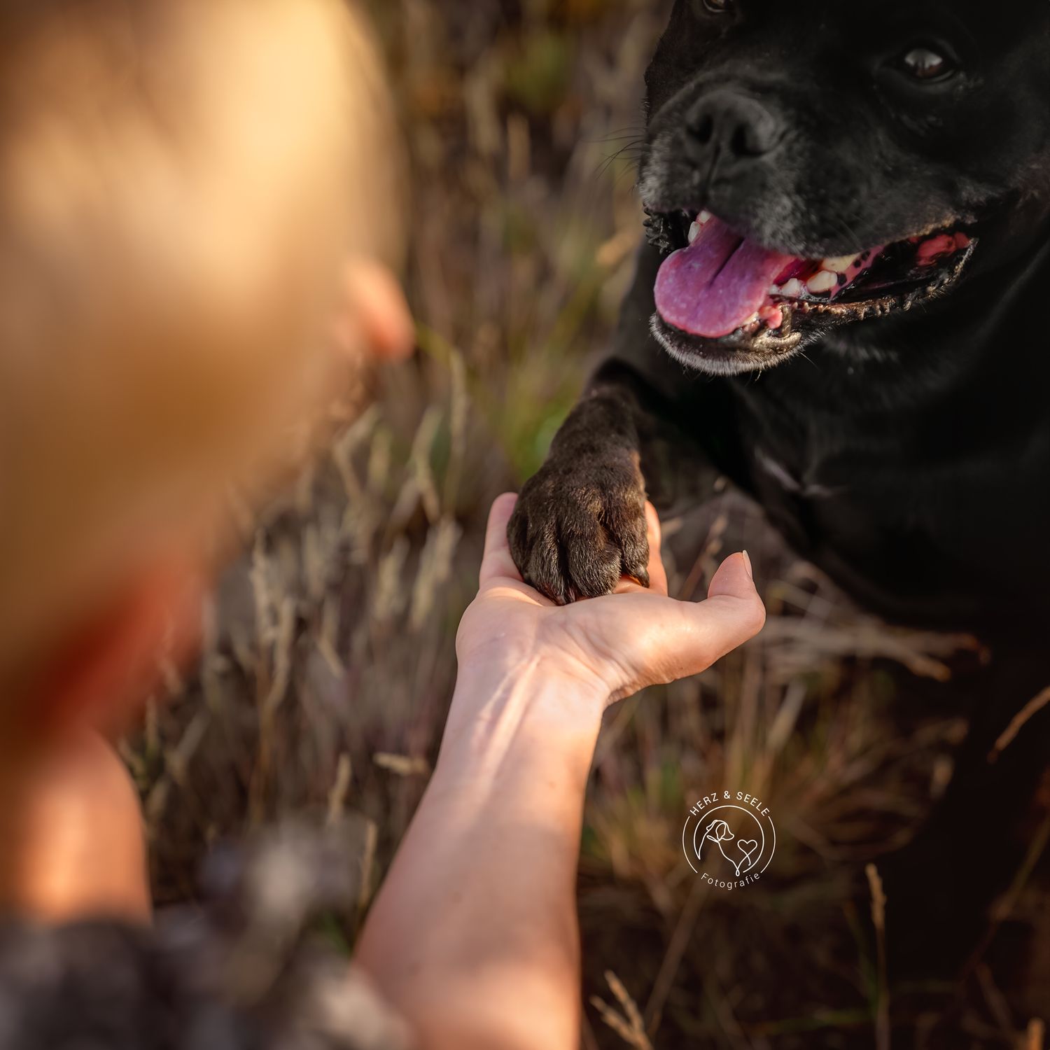 Black Staffordshire Bull Terrier giving paw to a child in a golden field at sunset.