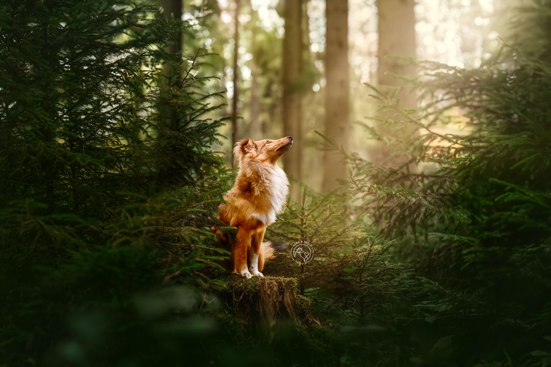 A brown and white Sheltie stands on a stump in a sunlit green forest.
