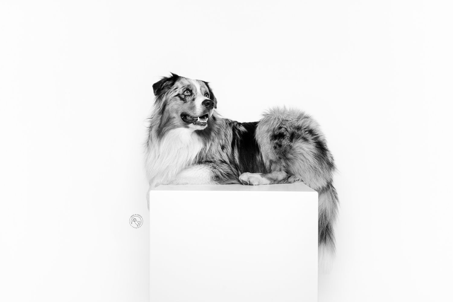 Two dogs, a Collie and a Pomeranian, pose together on a white box in a black and white studio photo.