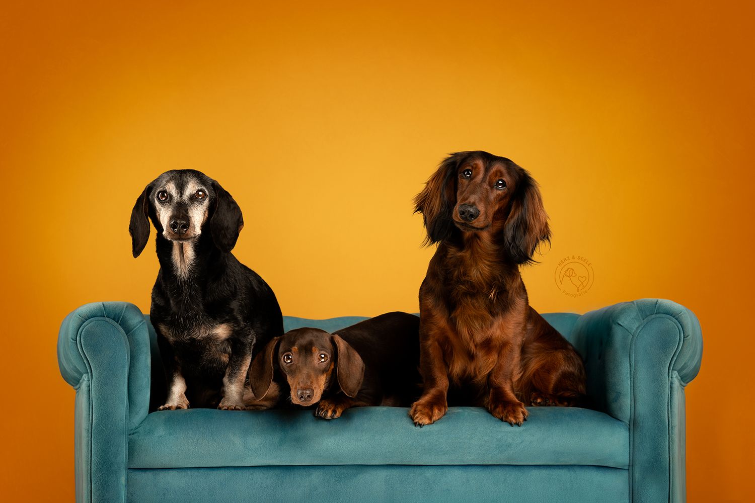 3 unterschiedliche Dackel auf einer blauen Couch vor einem gelben Studiohintergrund