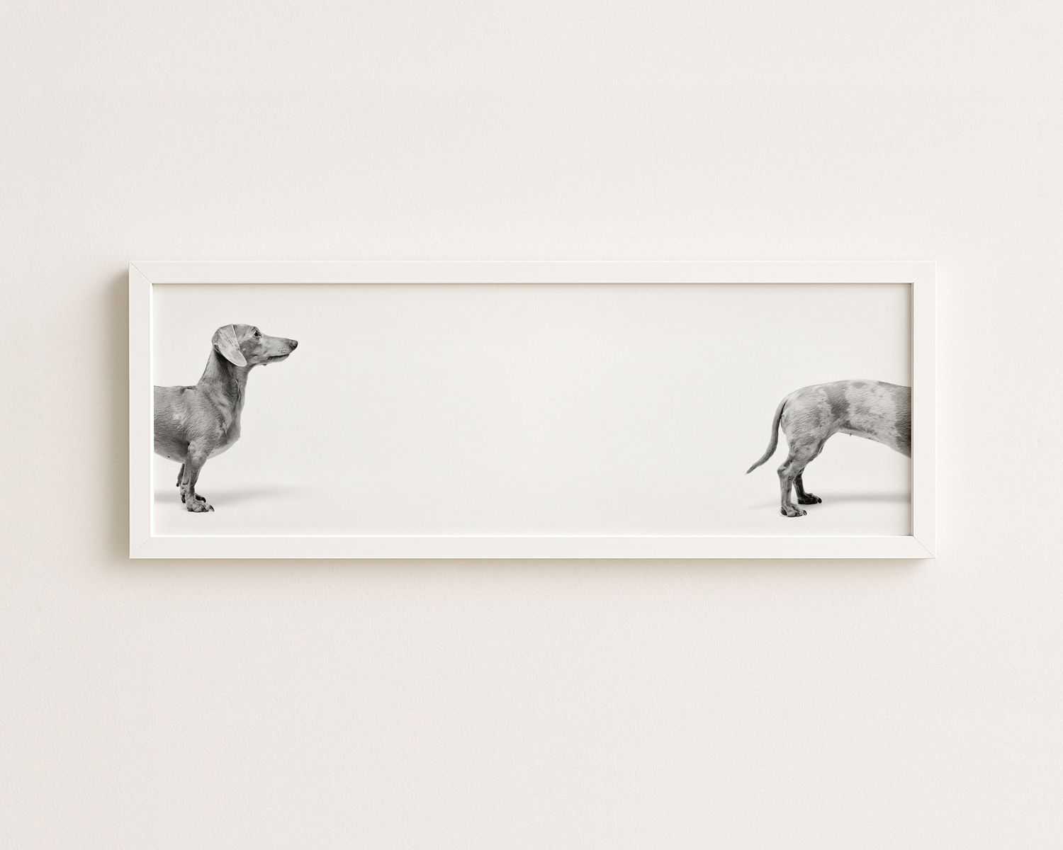 Framed black and white panoramic art print of a dachshund