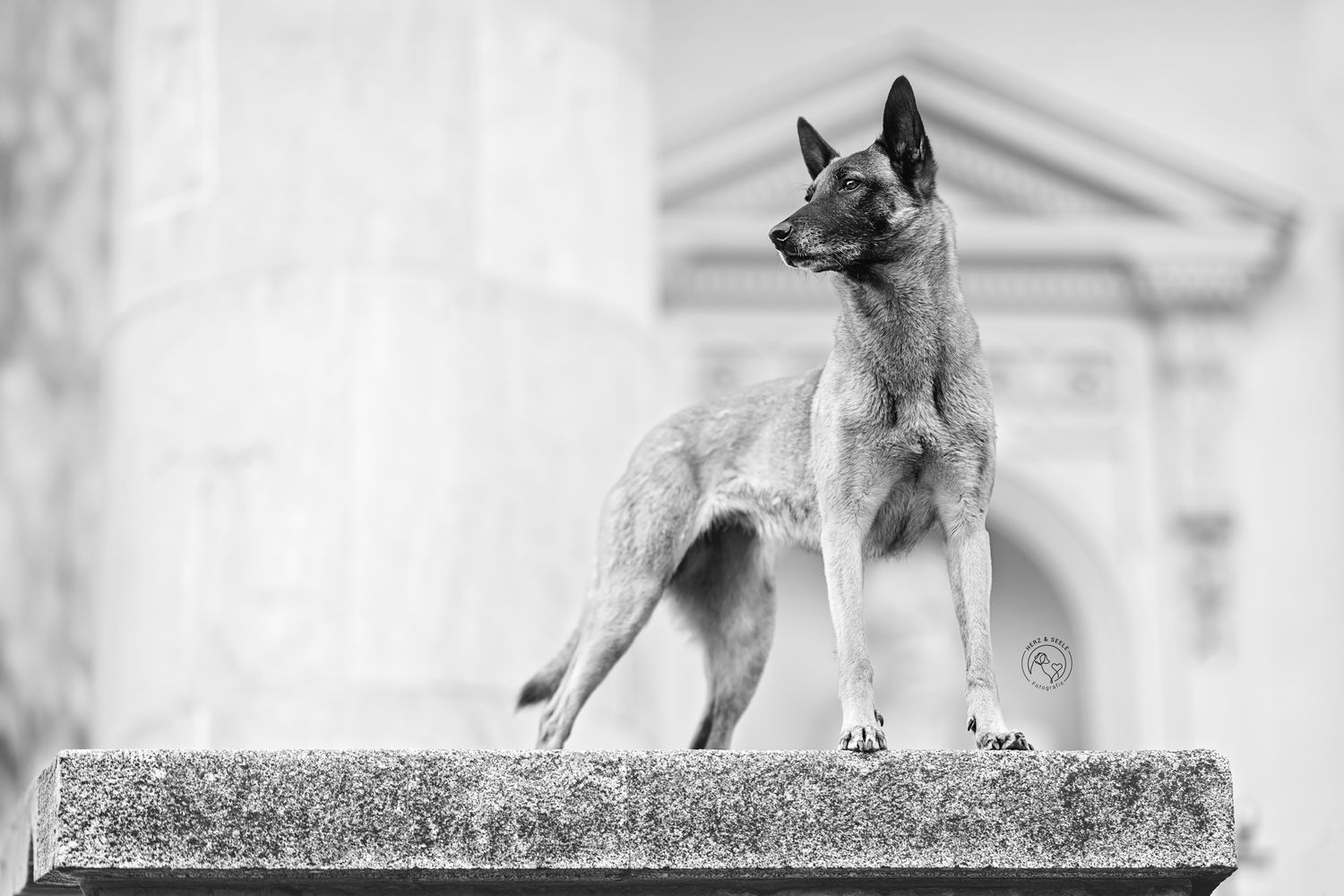 Schwarz-Weiß Portrait eines Hundes in Berlin