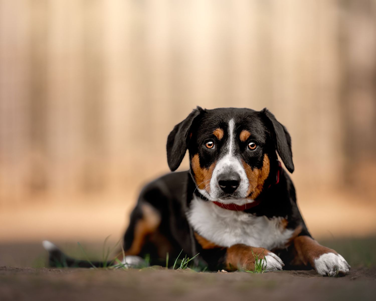 Ein Appenzeller Sennenhund, der draußen liegt.
