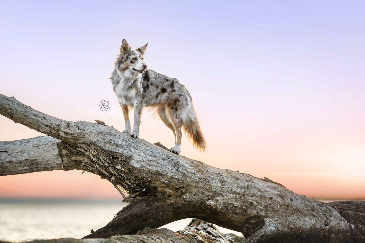 A merle Border Collie standing on a driftwood log at the beach during a pastel sunset.