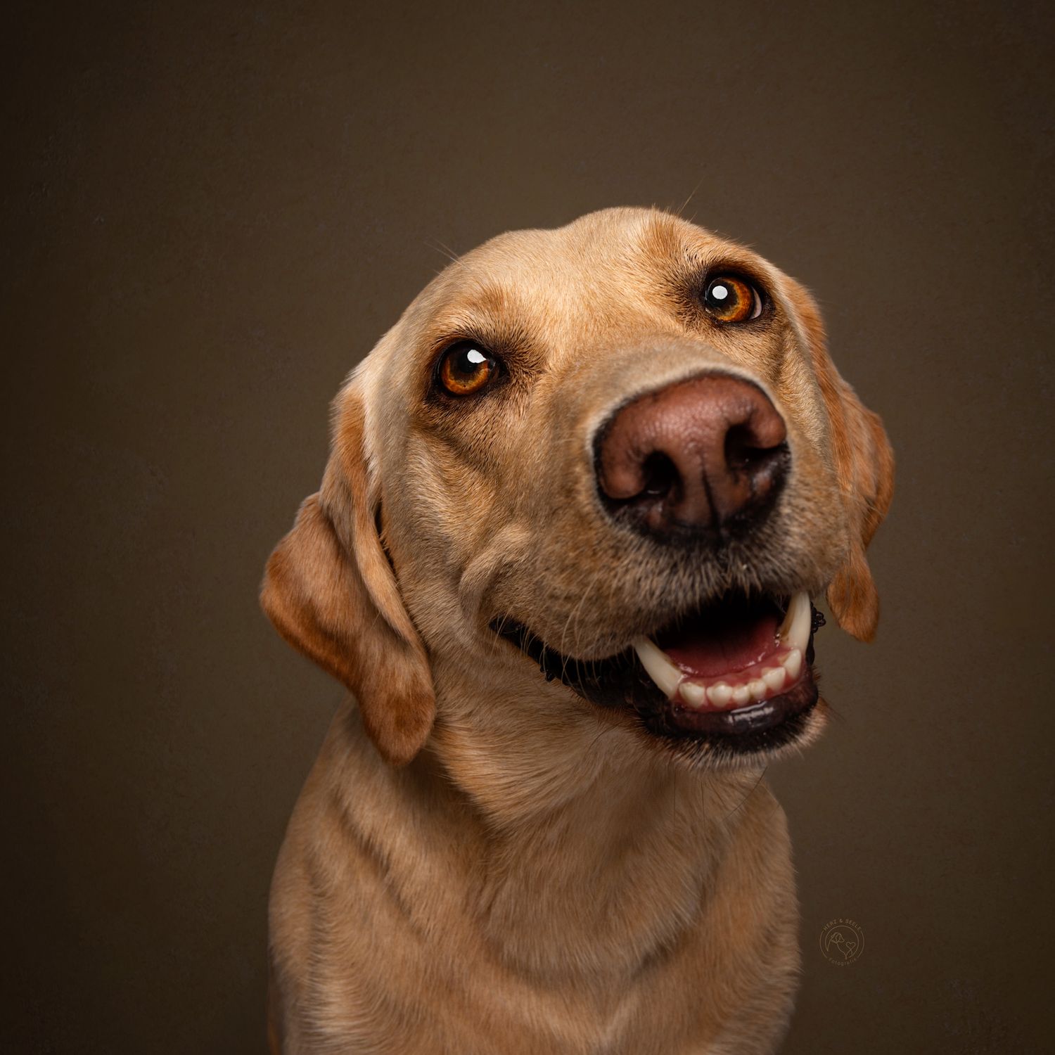 A happy golden Labrador Retriever with bright eyes and open mouth poses against a dark brown studio background.