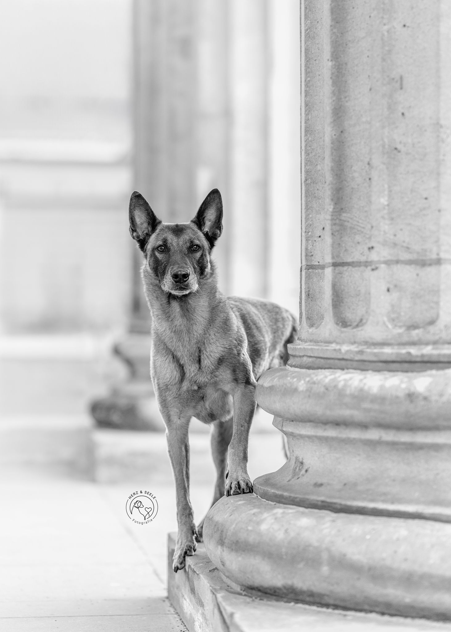 Schwarz-Weiß Hundefotografie eines Malinois in Berlin