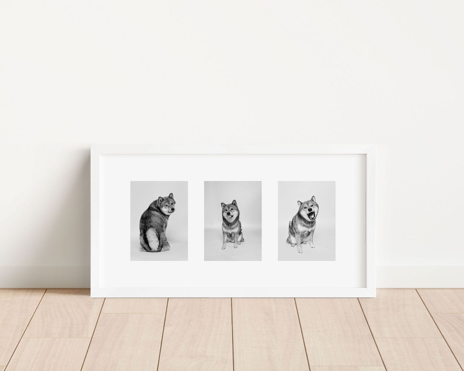 A white framed triptych art print displaying three pencil sketch illustrations of Shiba Inu dogs.