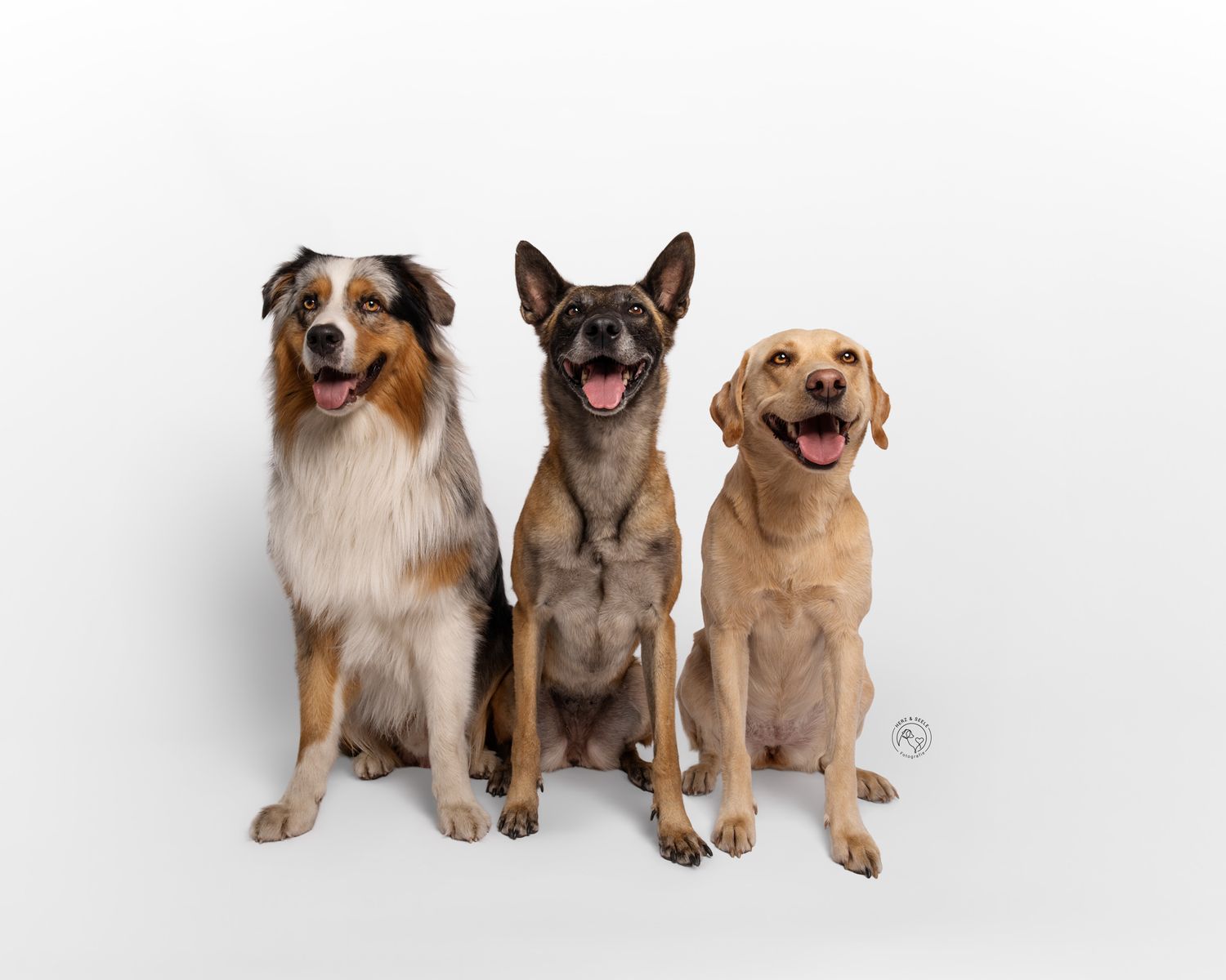 Three happy dogs sitting together on white background: Australian Shepherd, Belgian Malinois, and yellow Labrador Retriever.