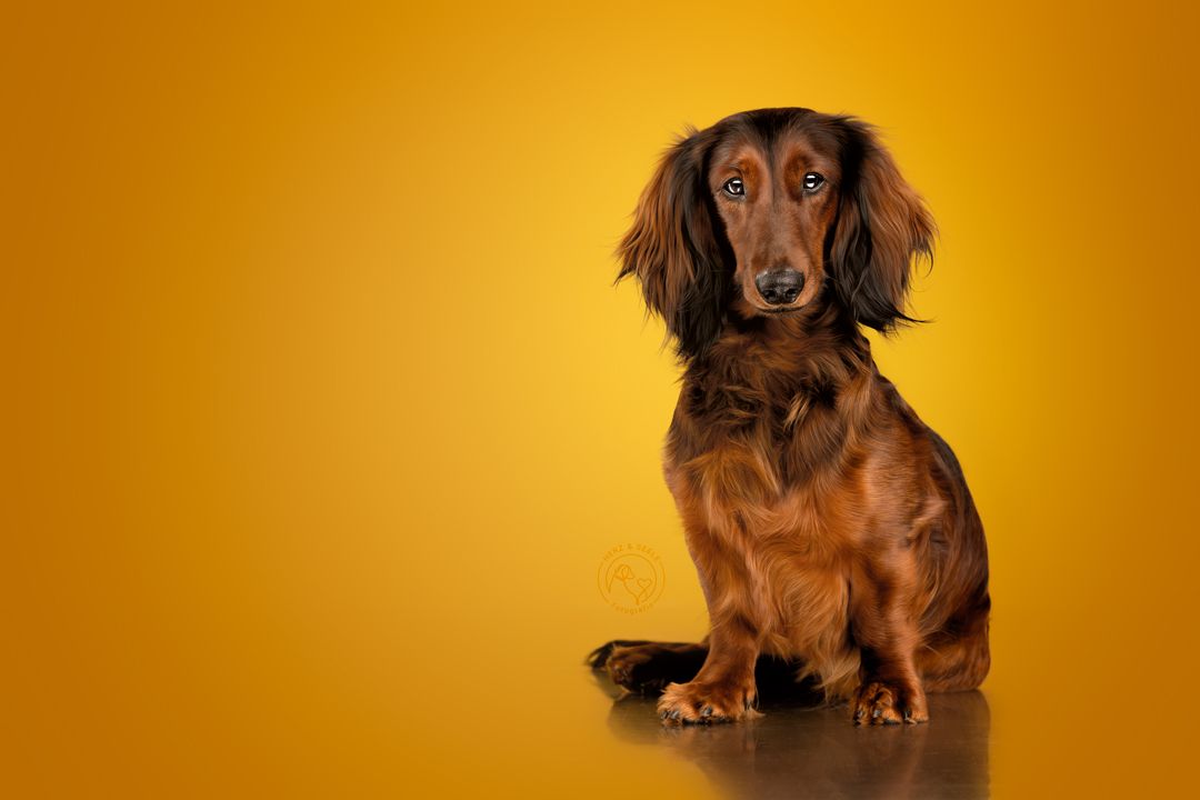 A long-haired brown dachshund sitting elegantly against a warm golden yellow studio background.