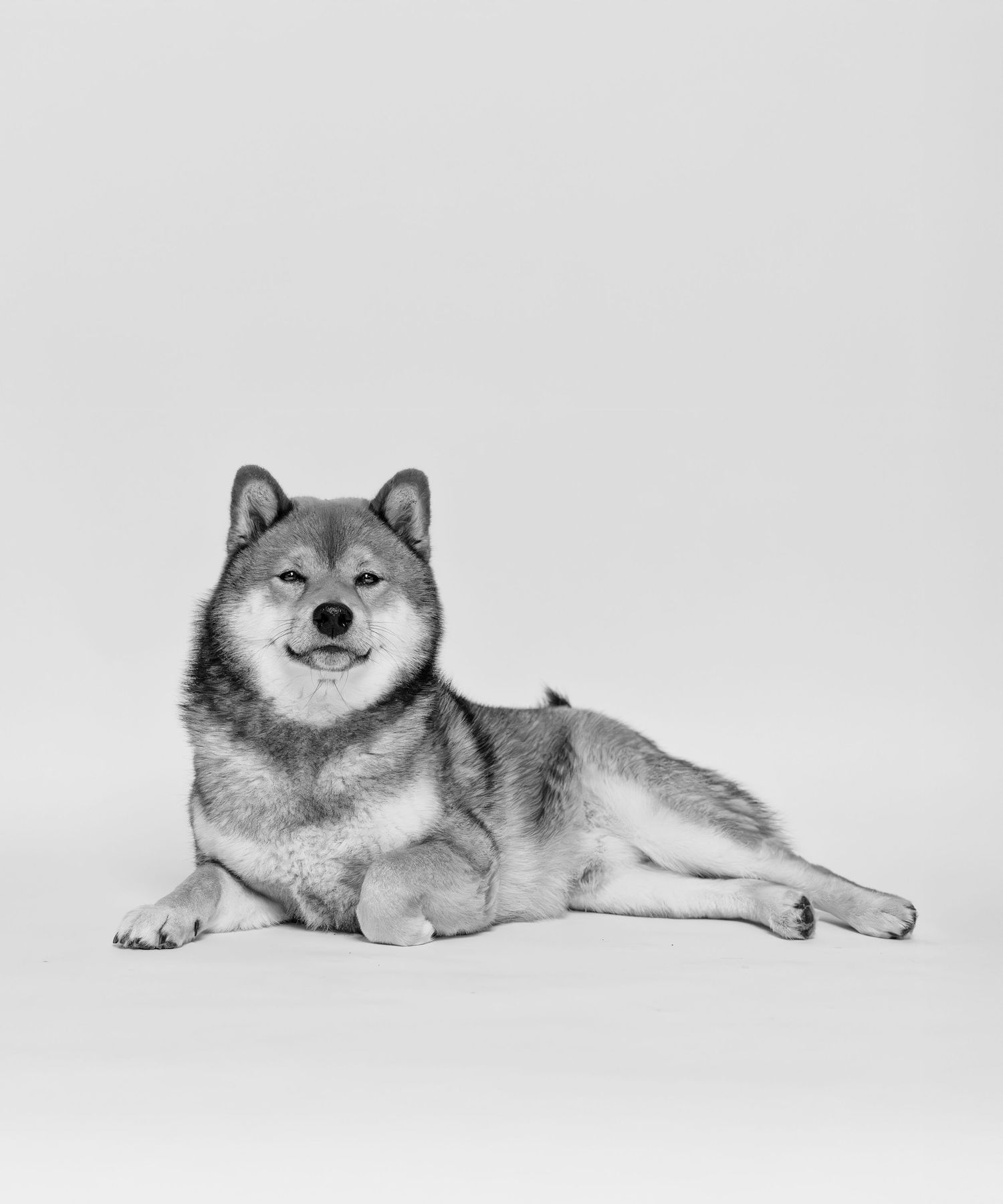 Ein schwarz-weiß Bild von einem Shiba, der vor einem Weißen Studiohintergrund liegt