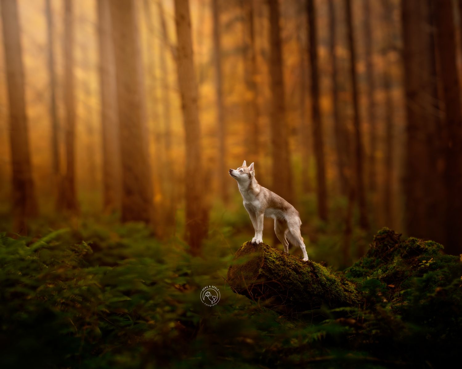 A Alaskan Klee Kai dog stands alert on a mossy rock in a golden autumn forest.