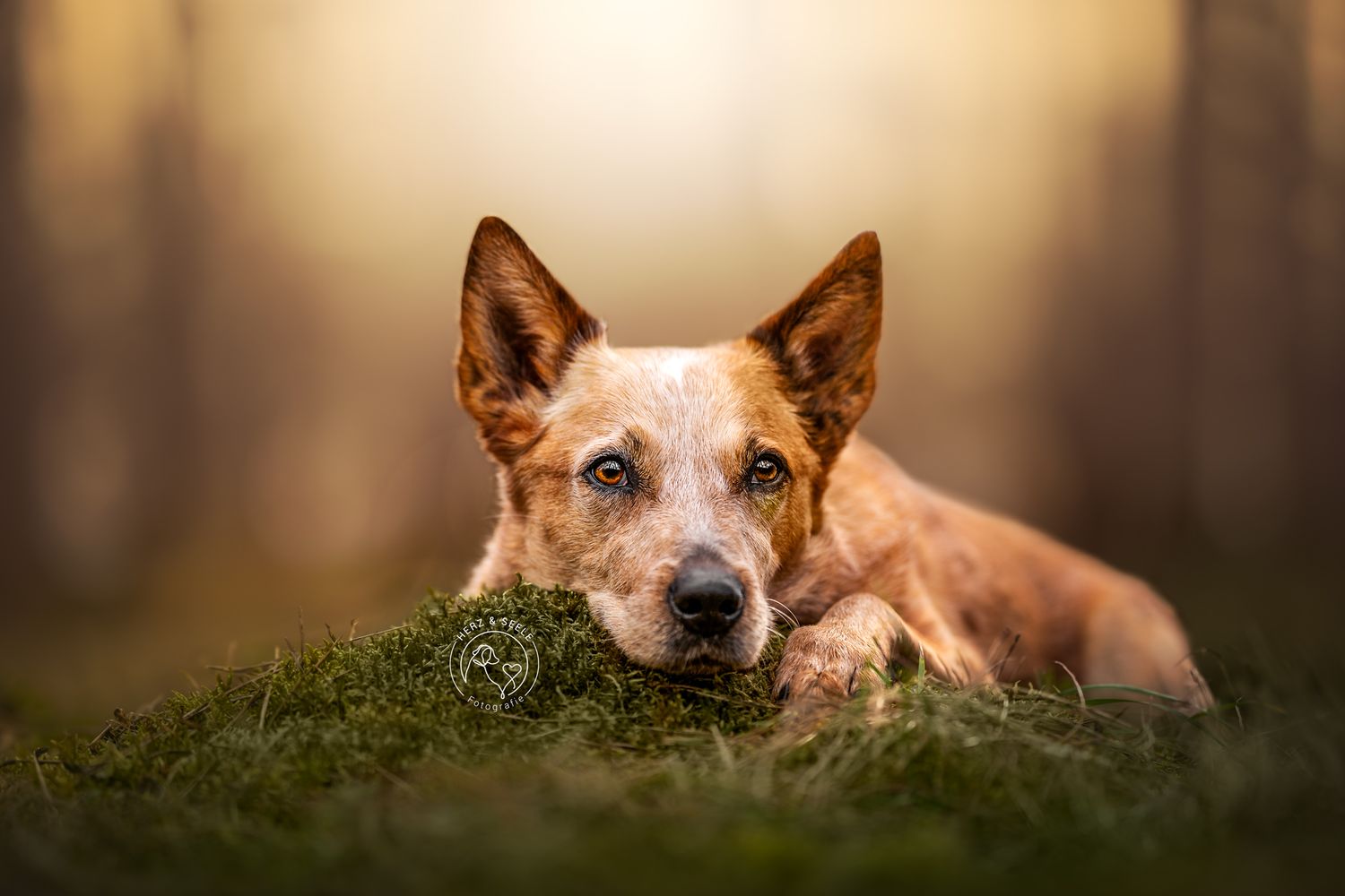 A red and white Australian Cattle Dog rests its head on a mossy mound in a softly lit forest setting.