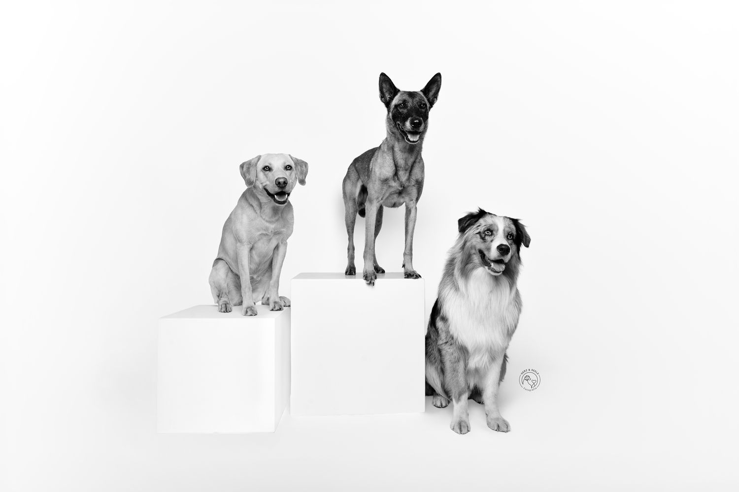 Three dogs posed on white pedestals in a black and white studio portrait photo.