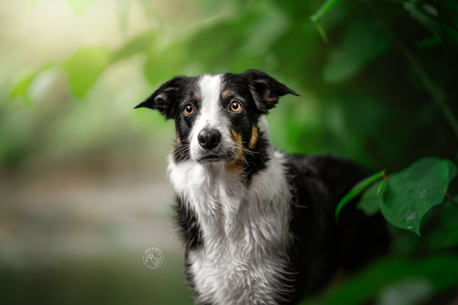 Black and white Border Collie peering through green leaves with an alert expression.