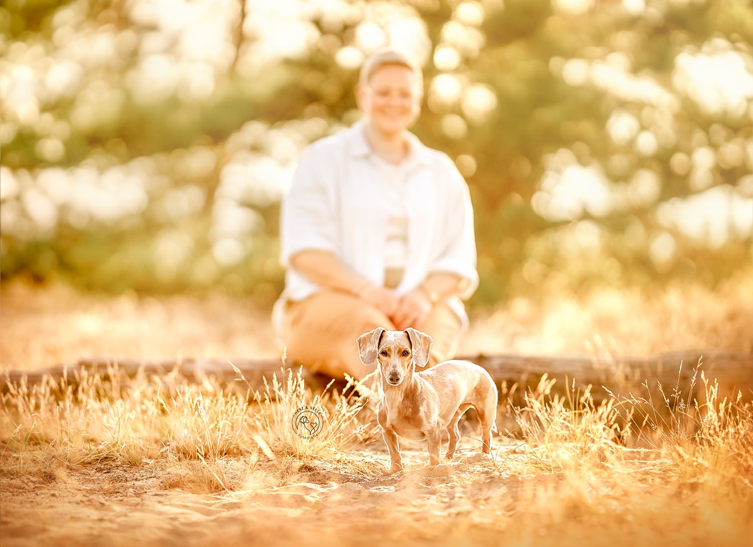 Woman sitting behind small Dachshund dog in golden sunlit field.