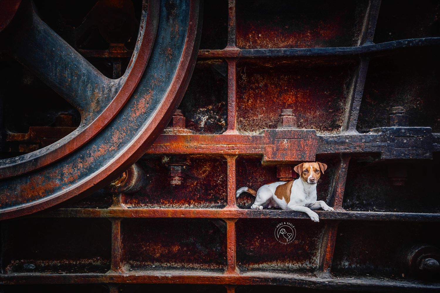 Ein Jack Russell Terrier in einer Industrial Location