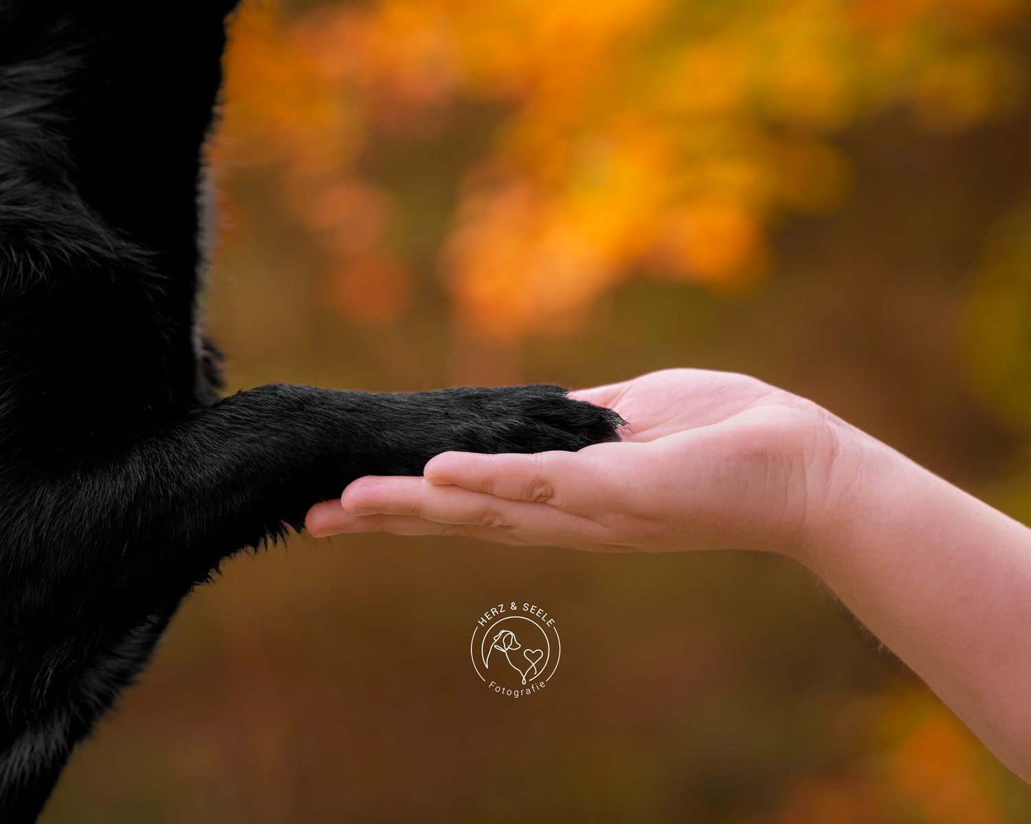 Black dog placing paw gently into human hand against vibrant autumn orange foliage background.