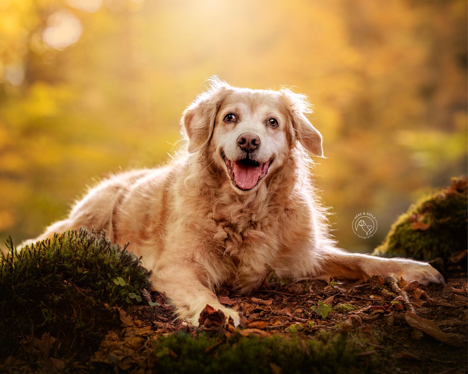 ein Golden Retriever in einem Herbstlichen Wald