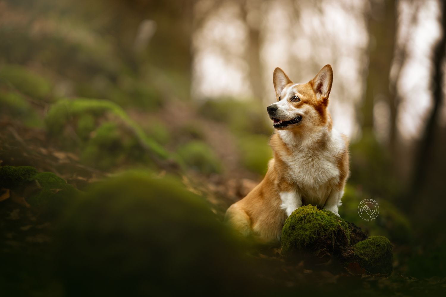 A fluffy Corgi dog sits alert on mossy rocks in a lush green forest setting.