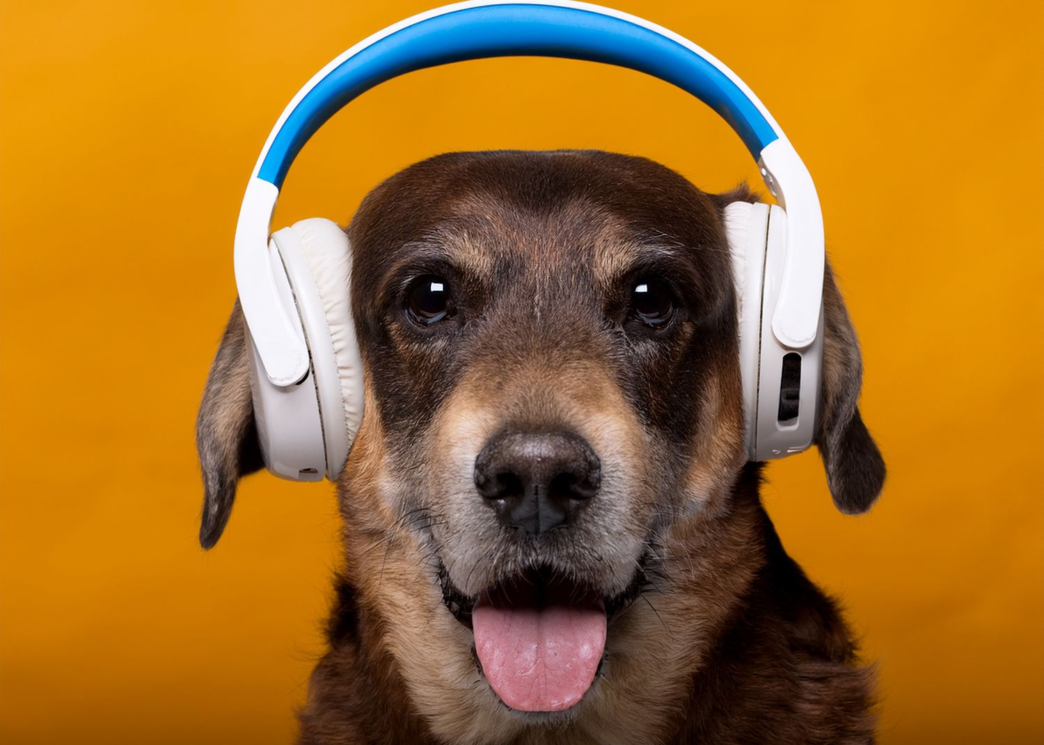 A happy dog wearing white and blue headphones against a bright yellow background with tongue out.