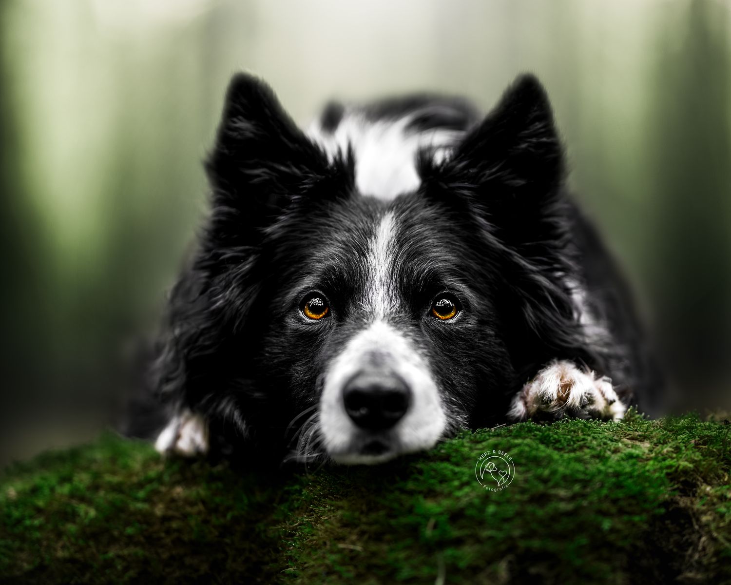 A black and white Border Collie rests its head on a mossy log in a misty green forest.