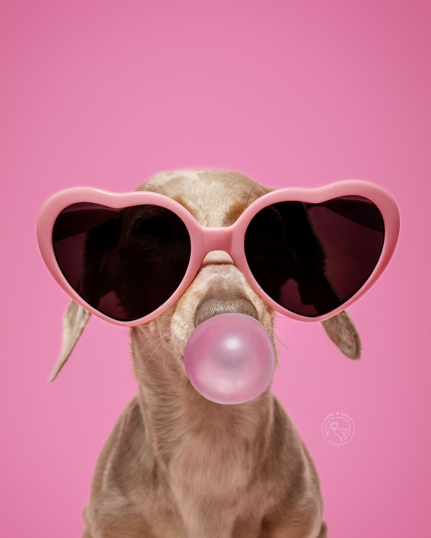 A dachshund wearing pink heart-shaped sunglasses blowing a pink bubble gum bubble on a pink background.