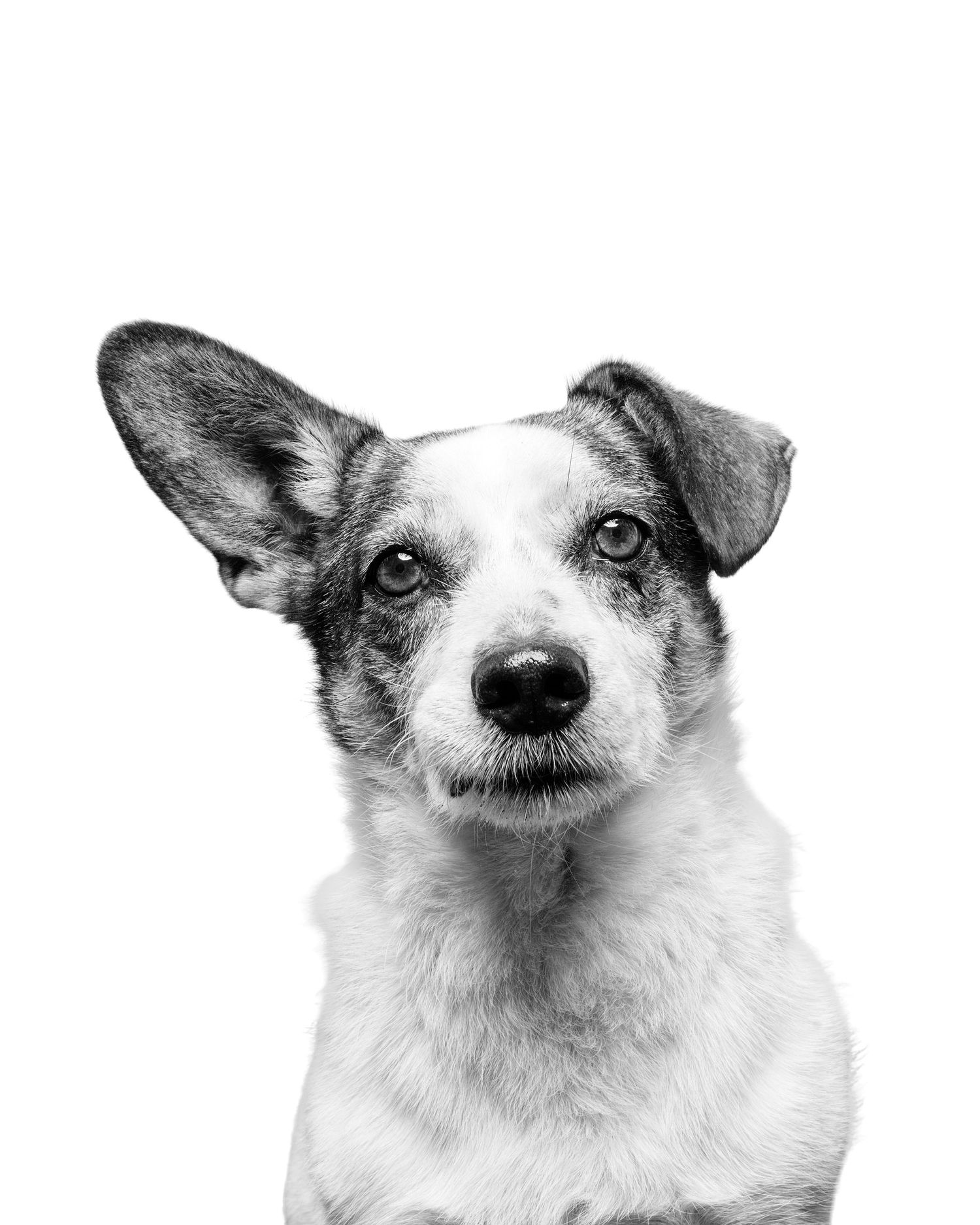 Black and white portrait of an adorable mixed breed dog with one perked ear looking directly at the camera.