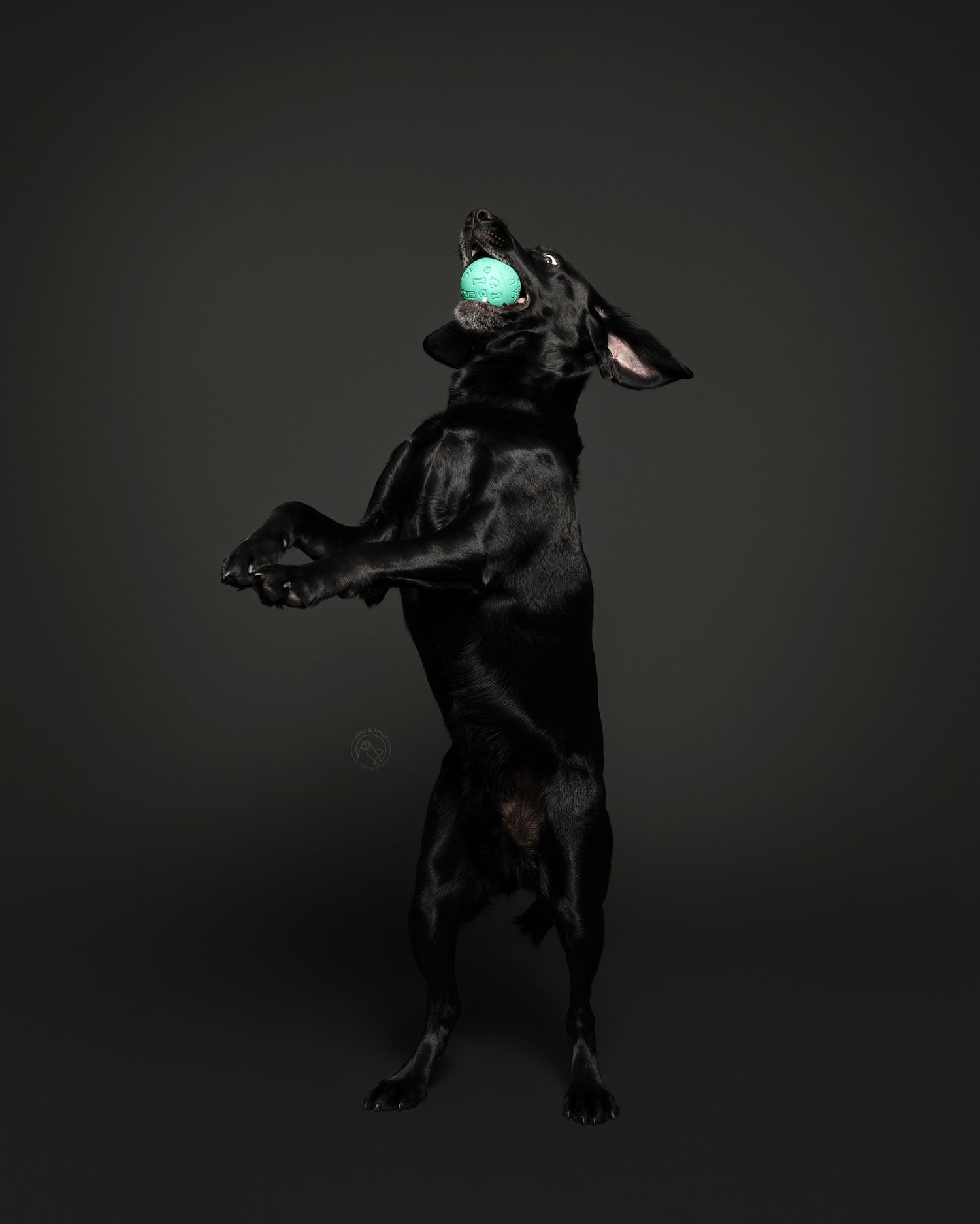 Studiofotografie eines schwarzen Hundes auf schwarzem Hintergrund