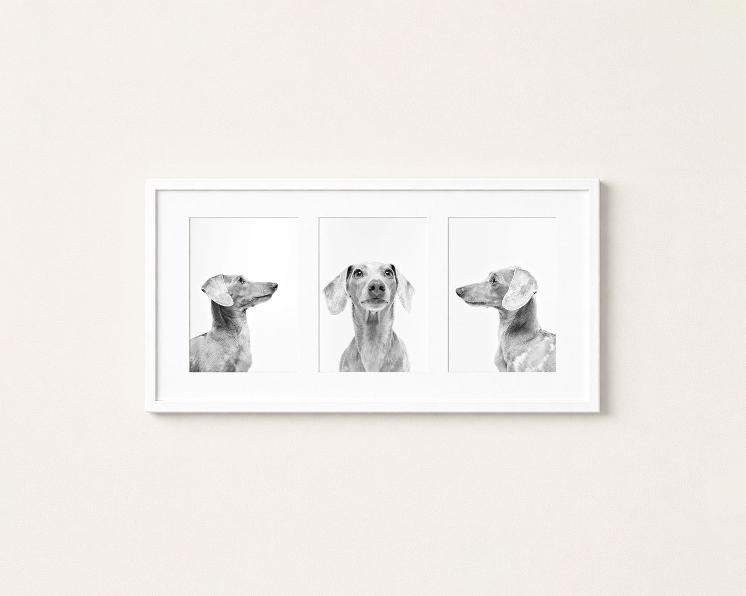 White framed triptych print featuring three black and white dachshund dog portrait photographs.