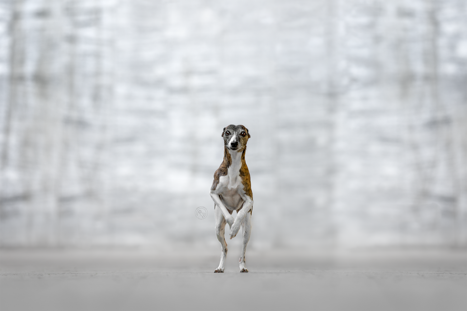 A Whippet dog standing upright on hind legs against a blurred silver metallic background.