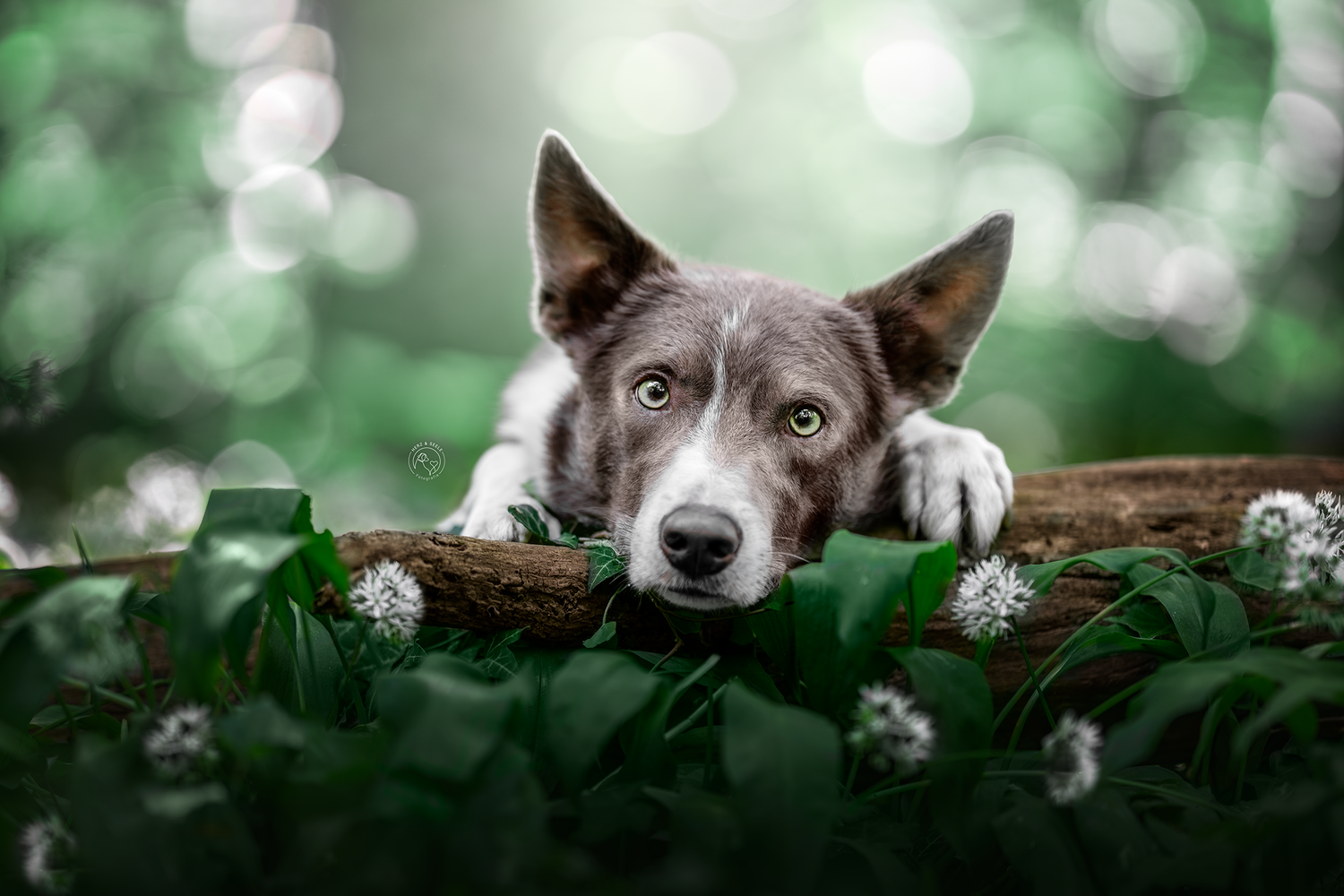Brown Border Collie dog resting on a log surrounded by green leaves and white flowers outdoors.