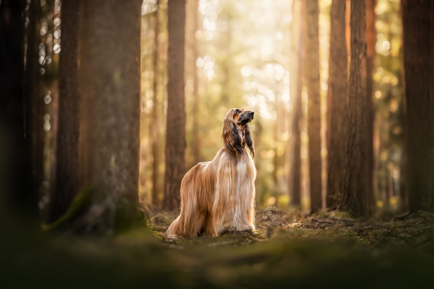 An elegant Afghan Hound dog sitting gracefully among tall trees in a sunlit forest.