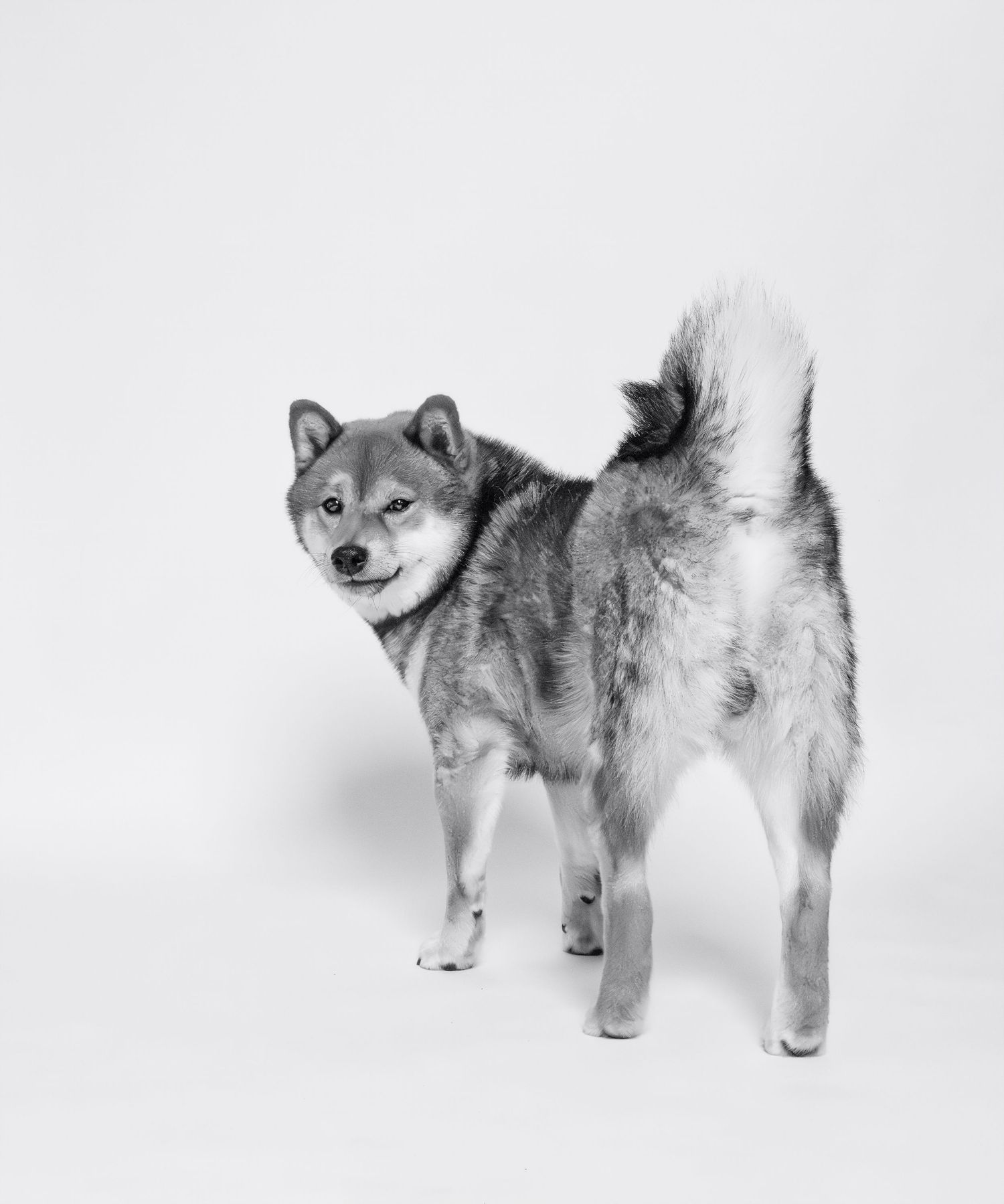 Black and white studio portrait of a Shiba Inu dog standing and looking over its shoulder.