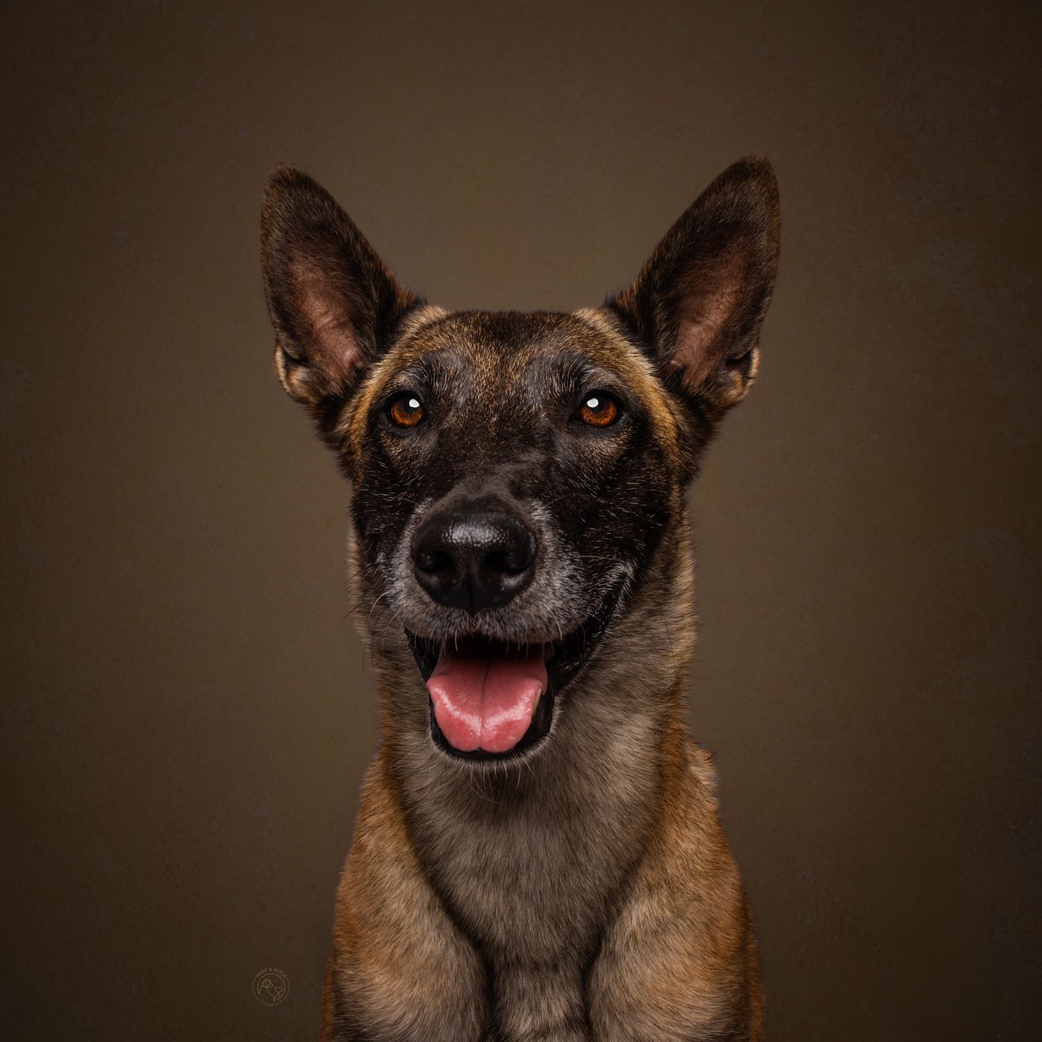 A happy Belgian Malinois dog with perky ears and open mouth smiling against a dark brown studio background.